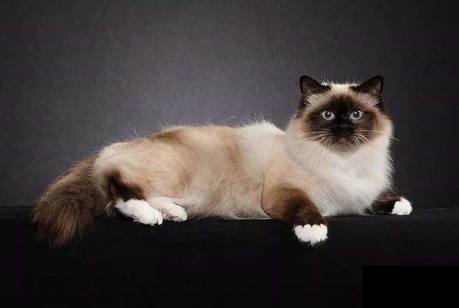 常见的宠物猫种类及价格大全,常见宠物猫的种类及价格大全