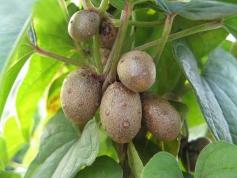 山药种植底肥钾多好还是磷多好,山药是怎样种植的用什么当种子