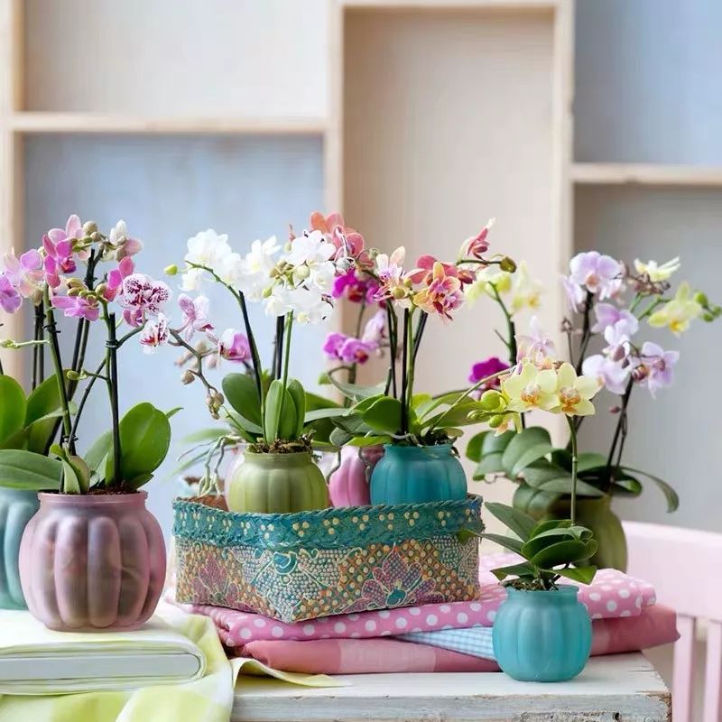 冬天一定要养的十种花,冬天养花养哪些植物好看