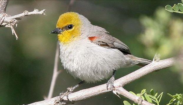 东江揽胜,惠州淡水常见鸟类图谱