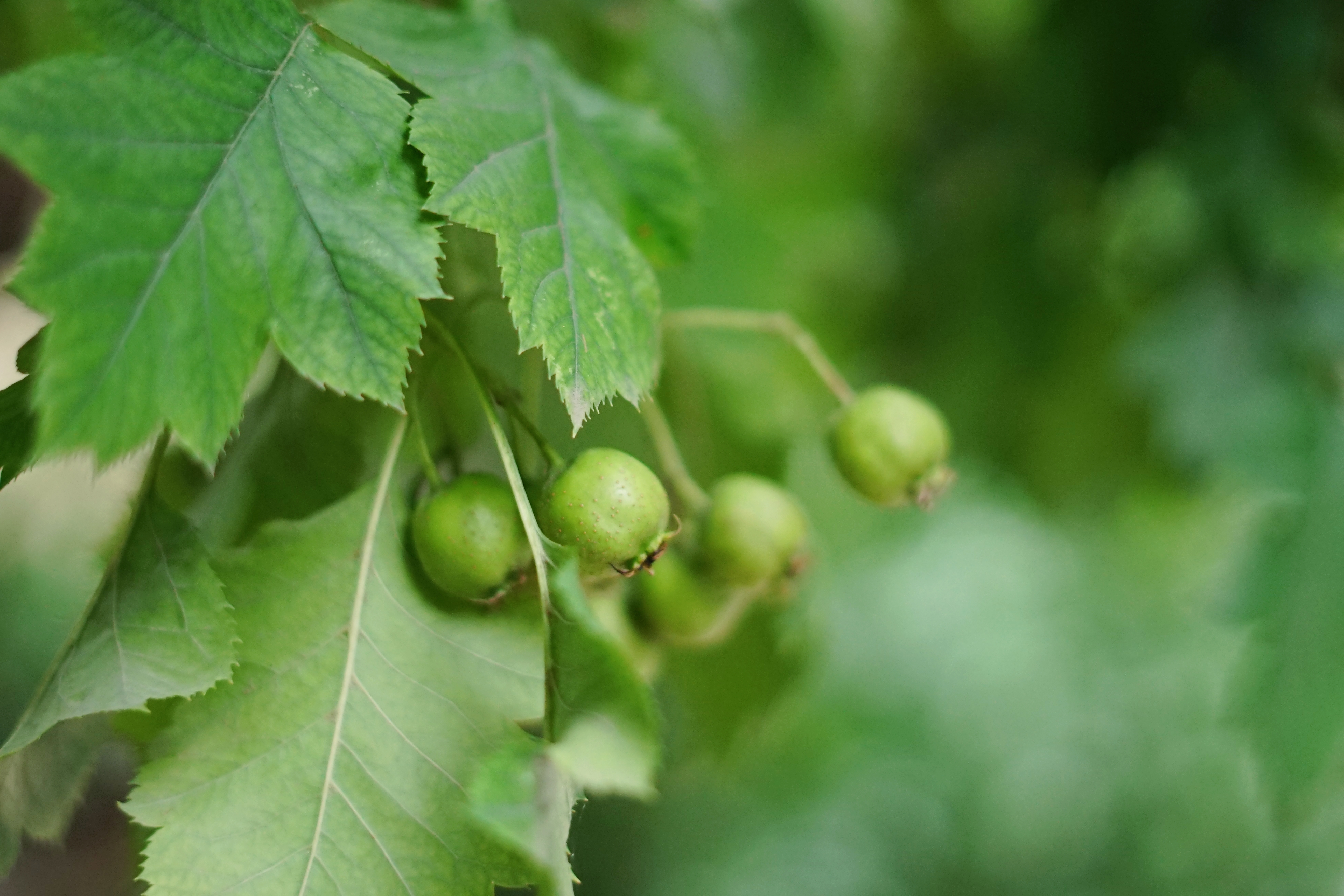 星云大师对于因病早逝的感悟,星云大师有什么病