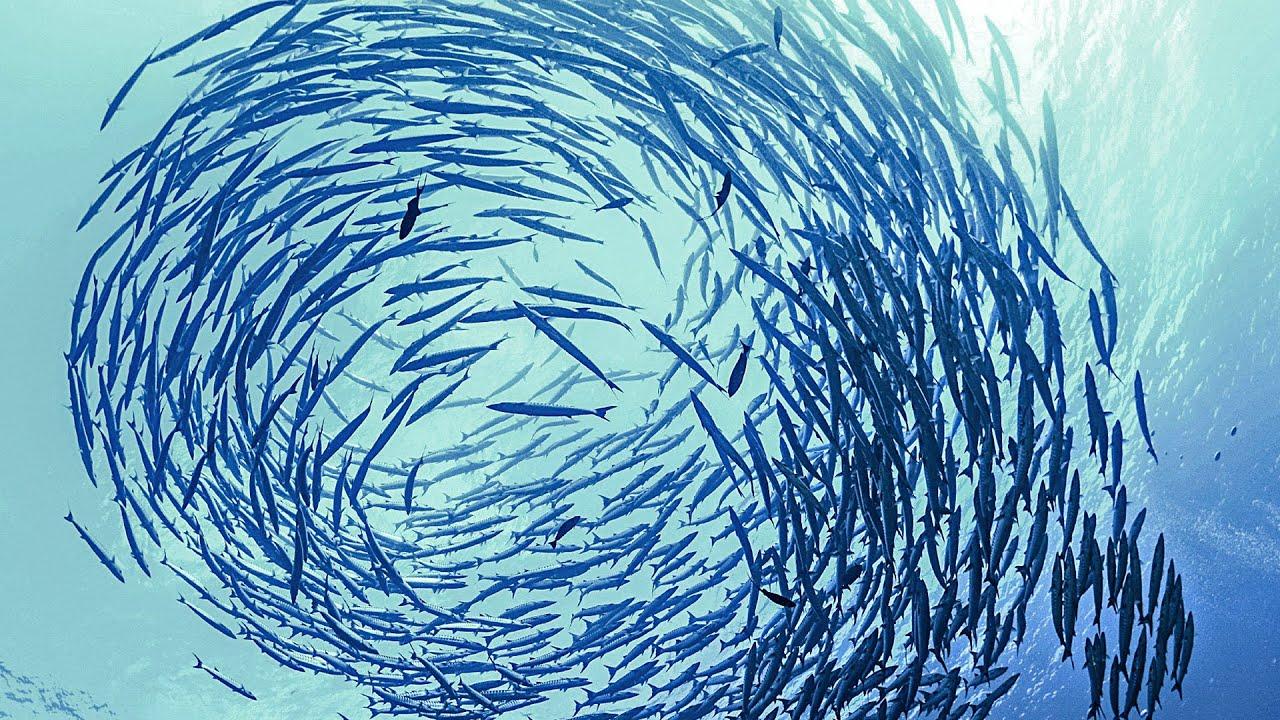 为什么海有蓝色和黄色,鱼是怎么放屁的