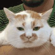 猫咪打喷嚏但不传染,猫咪过敏性打喷嚏怎么解决