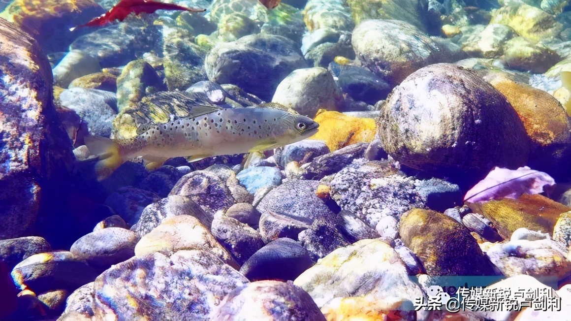 秦岭细鳞鲑科普,秦岭细鳞鲑百科介绍
