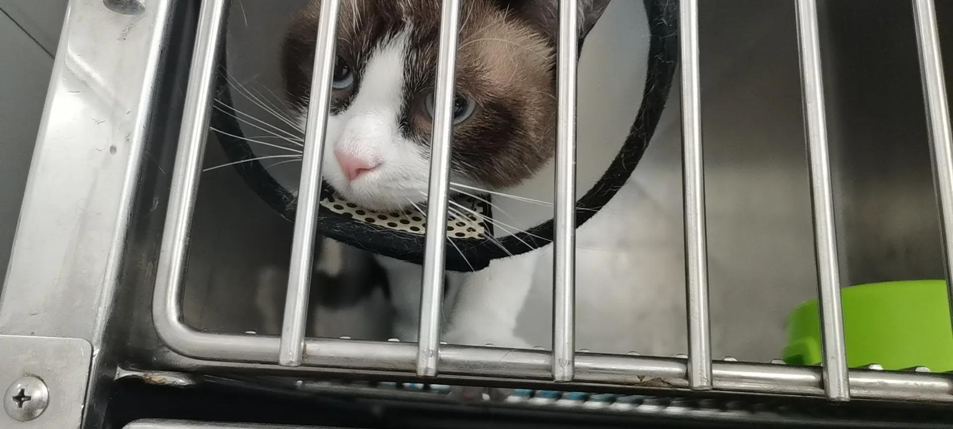 得了猫瘟打一针后特别特别爱吃饭,猫瘟和猫传腹一起能治好吗