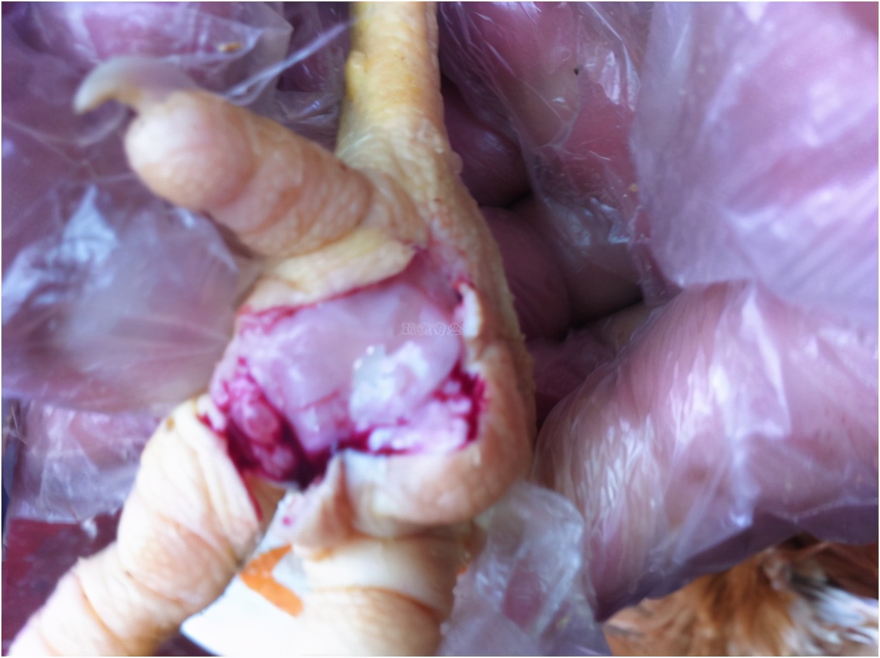 鸡滑膜炎最好的治疗方法,鸡的脚瘸什么病