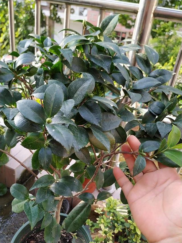 茶花怎么养花才能开得又大又好看,喜欢养花就养这6种香草植物