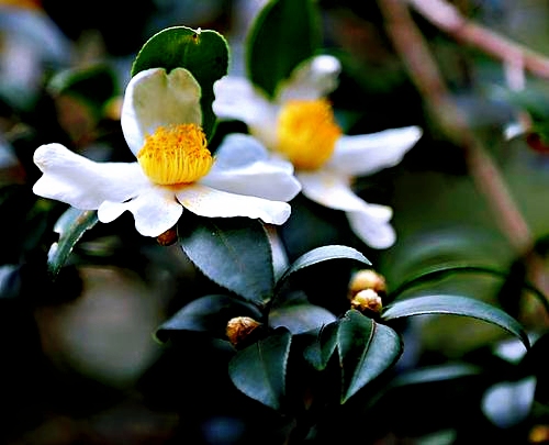 山茶籽农家自榨山茶油,山茶麸文化传承