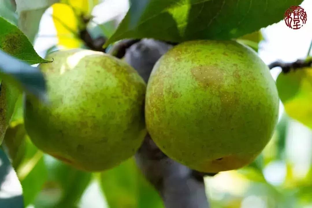 苏州通安的特色,苏州通安有什么美食