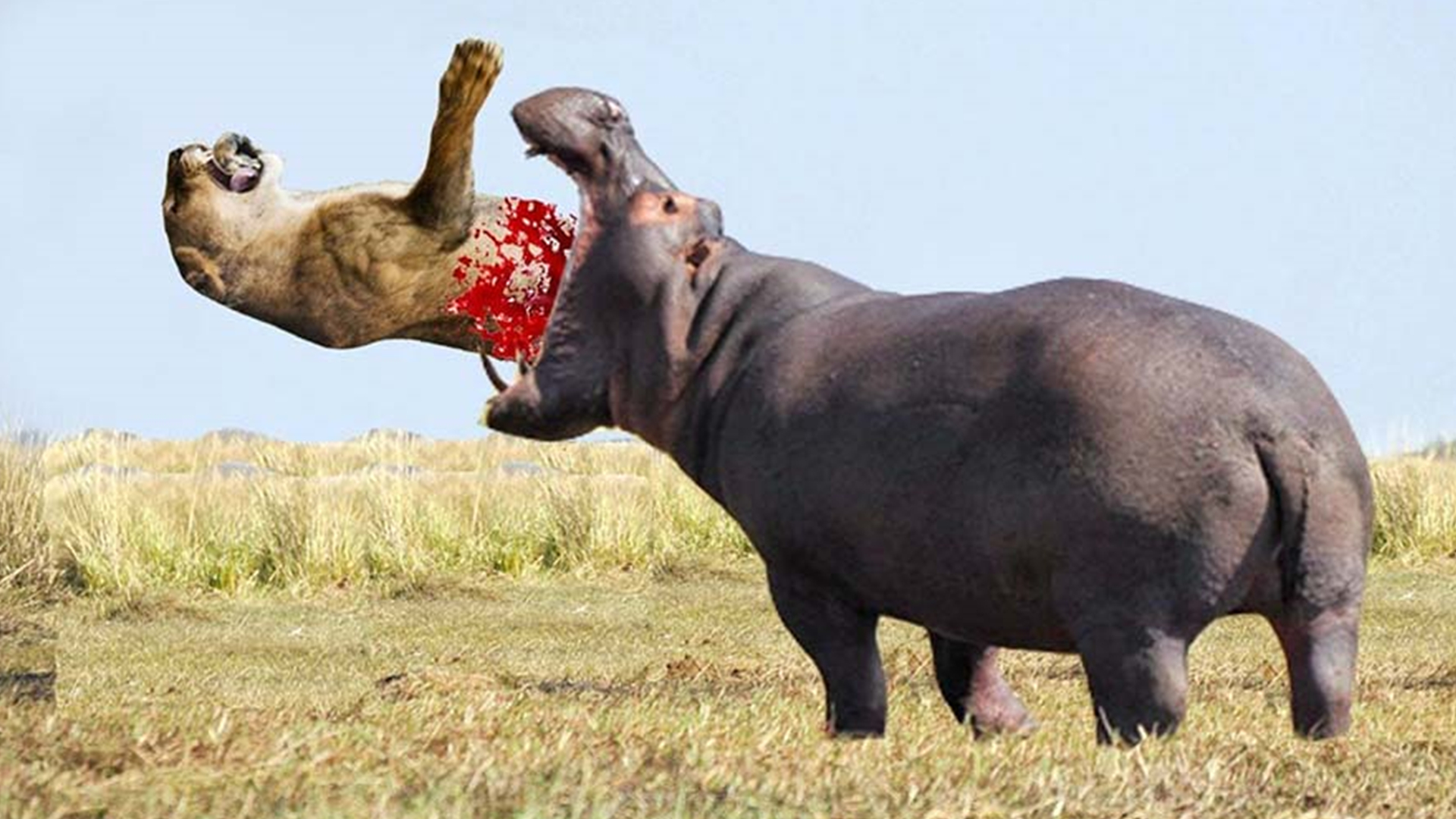 东北虎放大30倍大战大象,东北虎和大象搏斗的真实案例