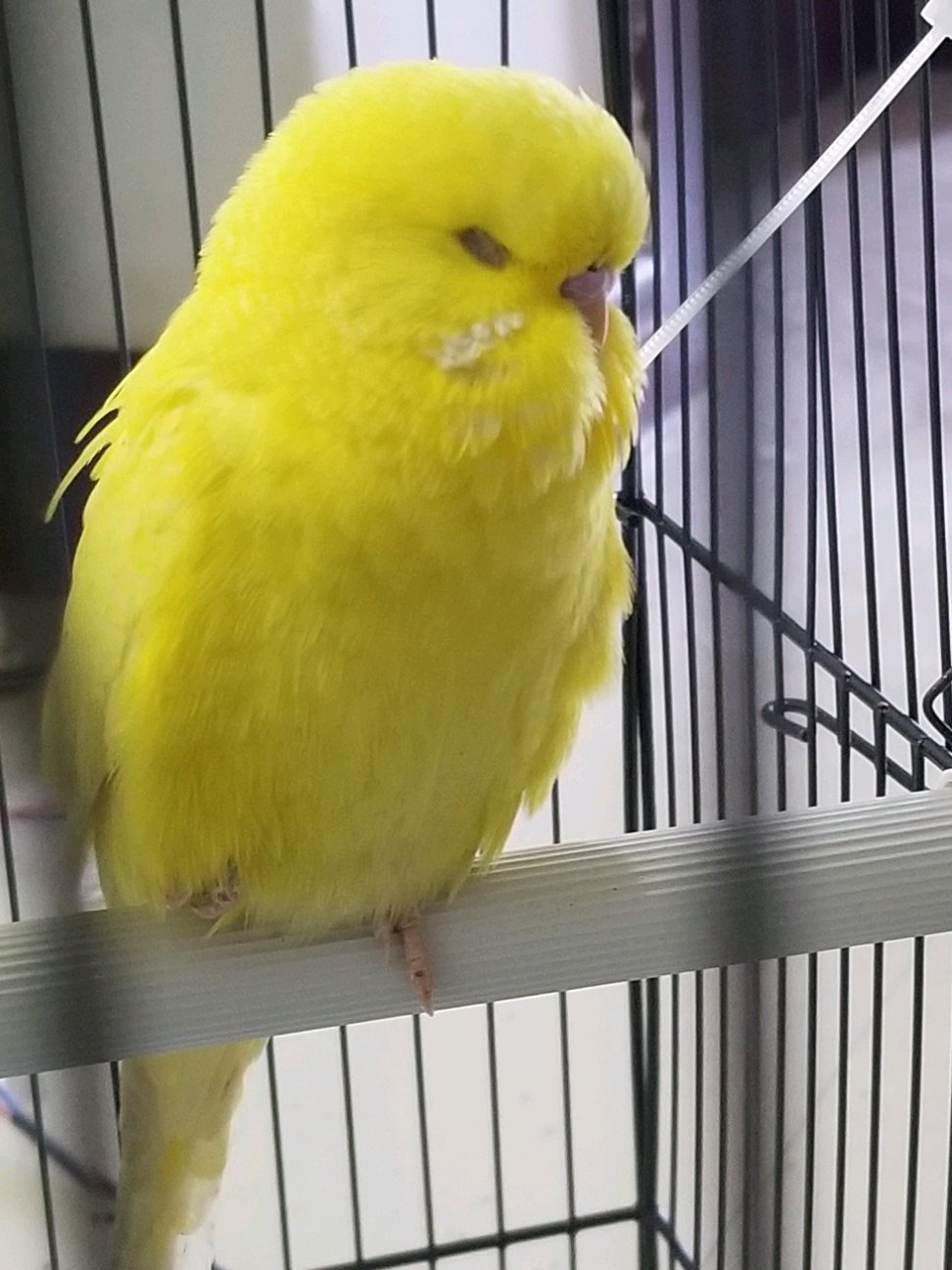 几十块钱一只的虎皮鹦鹉会说话吗,虎皮鹦鹉为什么几十块一只