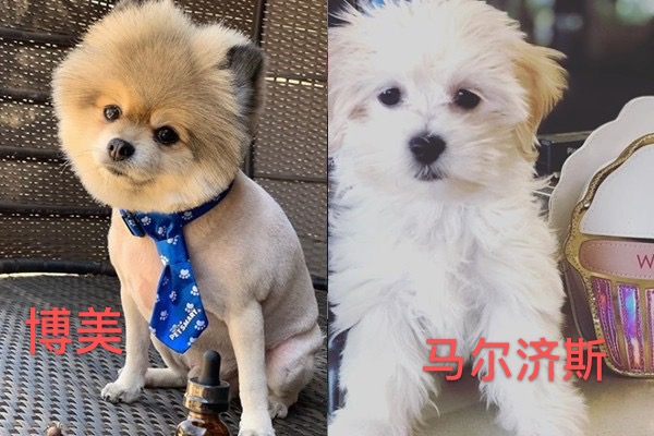 美国23岁女孩遭虐待,美国女子养狗被狗咬死