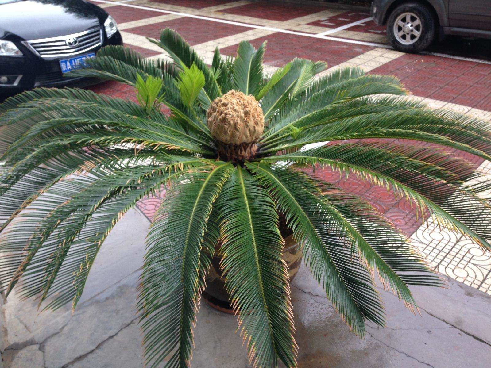 天冷了铁树怎么养,冬季铁树怎样养护