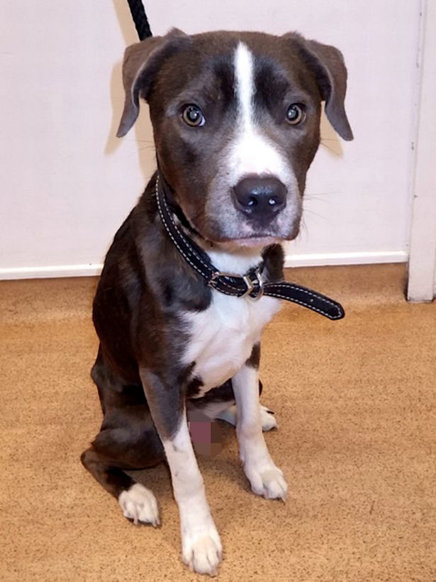 如果不爱请别伤害猫咪,如果不爱请别伤害宠物