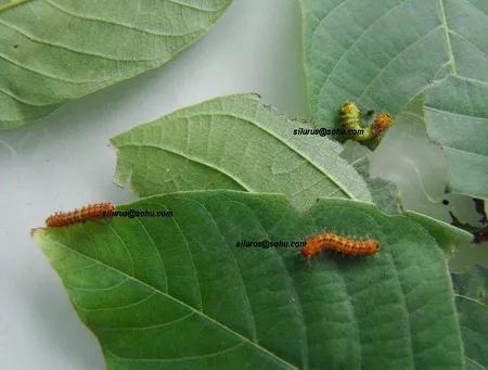 五月绿化病虫害常见防治,五月茶树病虫害用药