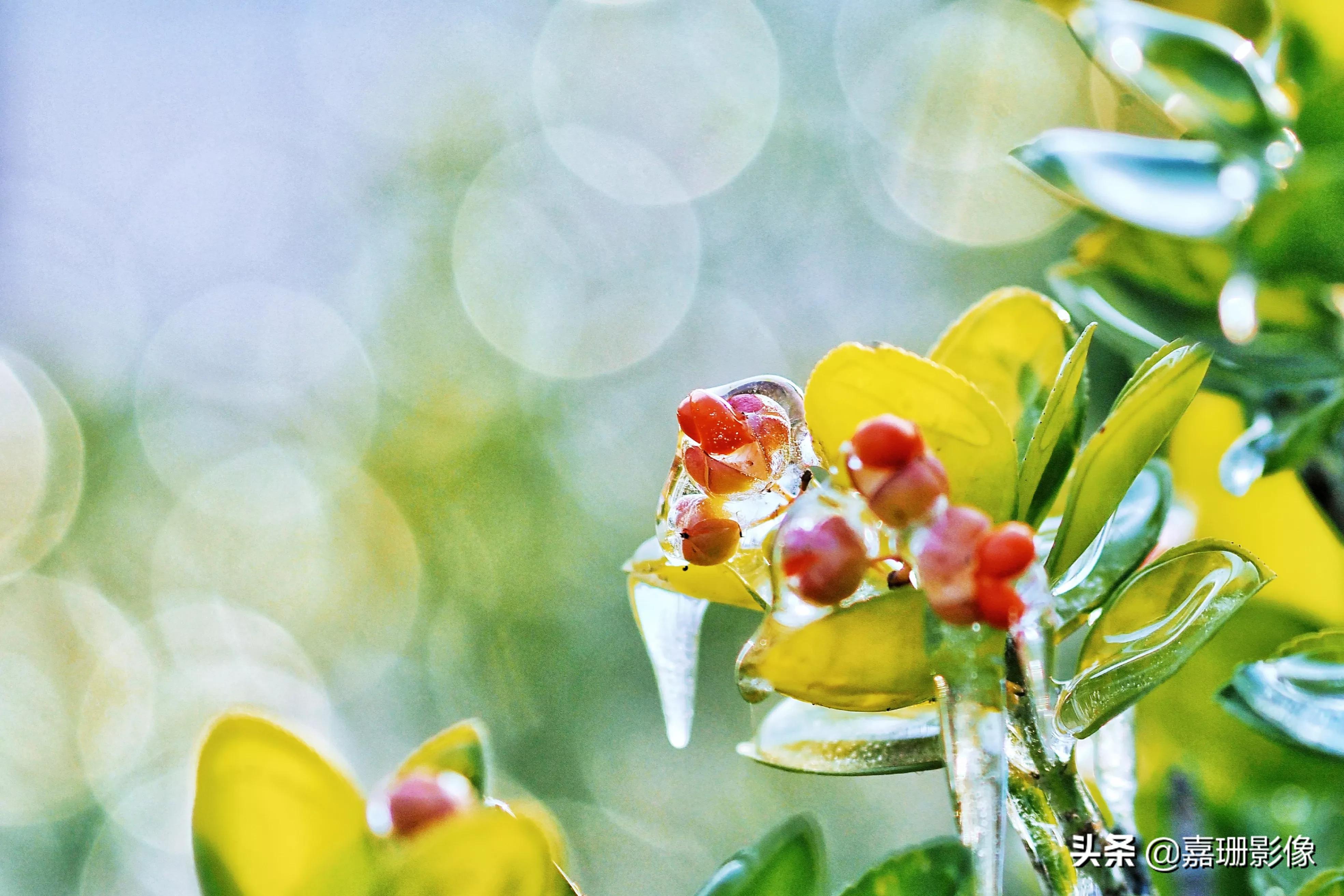 看看花容，听听花语2020年我镜头里的百种花卉