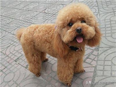 健康的泰迪犬都有哪些特别的表现,泰迪犬缺乏维生素是什么症状