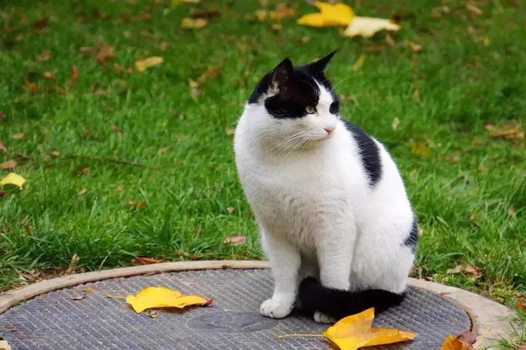 北京这个学校很“火”！坐拥3大花园、果园、动物园，集美貌与知识于一体！