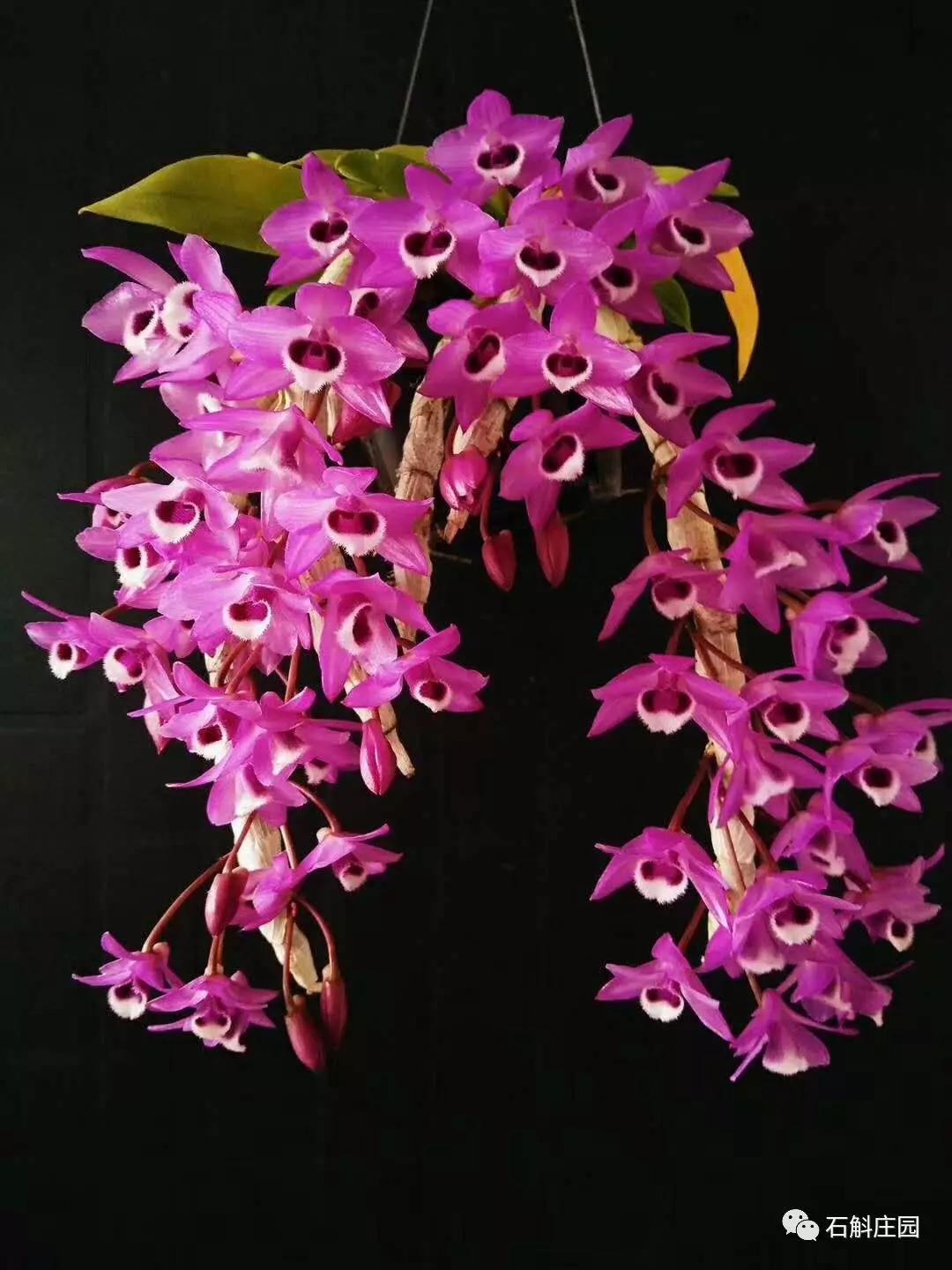 种植石斛兰的正确方法,石斛兰如何种植长得好看