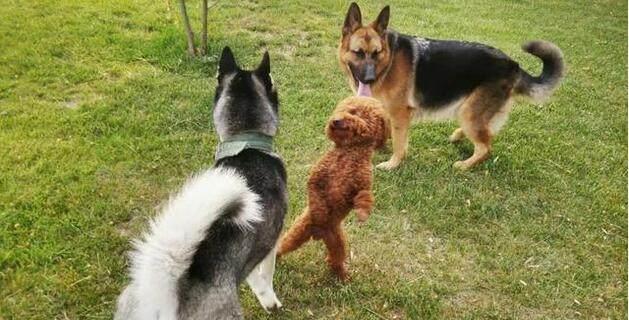 泰迪犬为啥不建议新手养,养泰迪犬要准备什么要注意什么