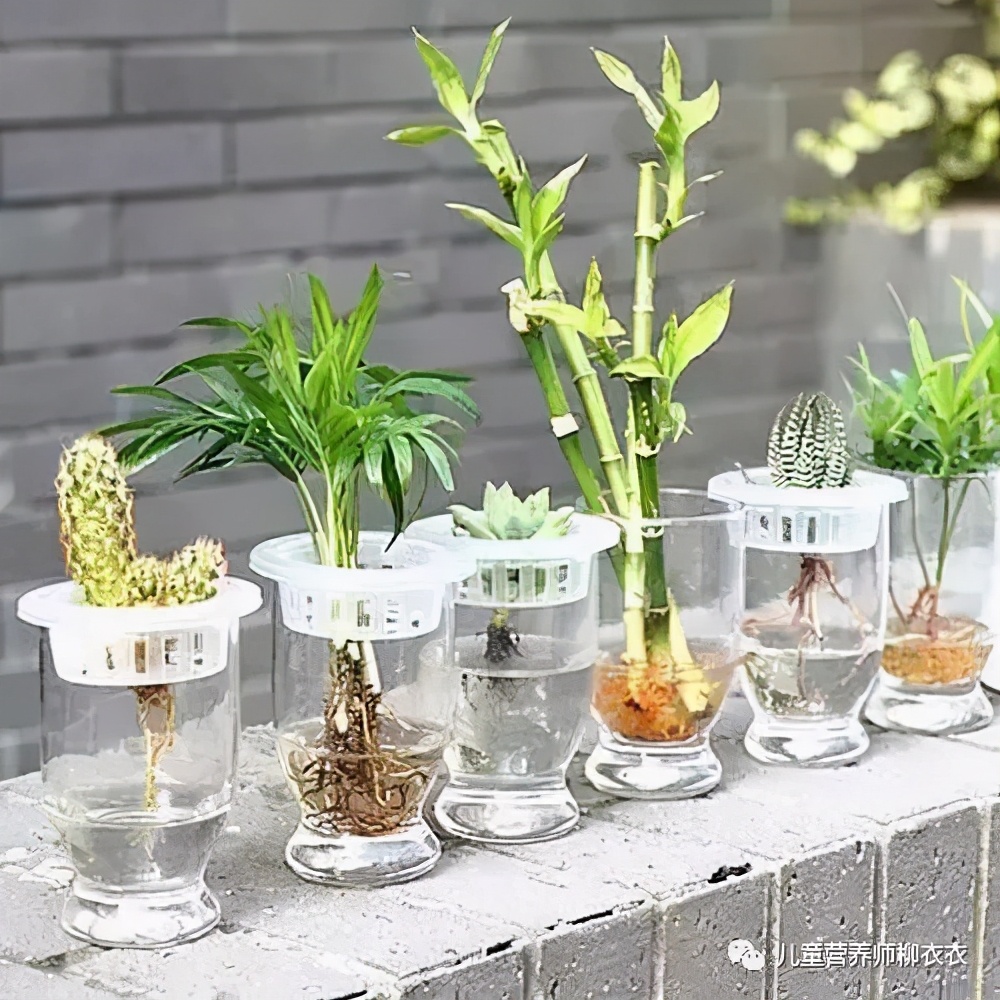 有效的驱蚊方法赶走蚊子,蚊子驱蚊小妙招