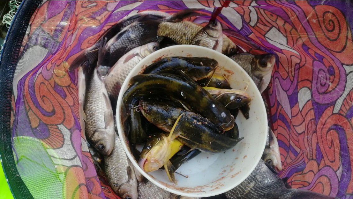 台钓双钩挂红虫或蚯蚓怎么调漂,台钓蚯蚓最佳调漂方法