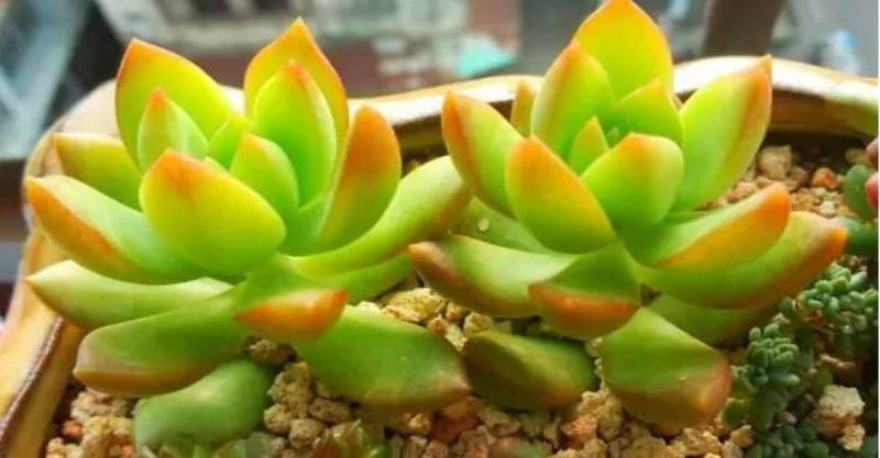 多肉早安图片大全,多肉大全100图