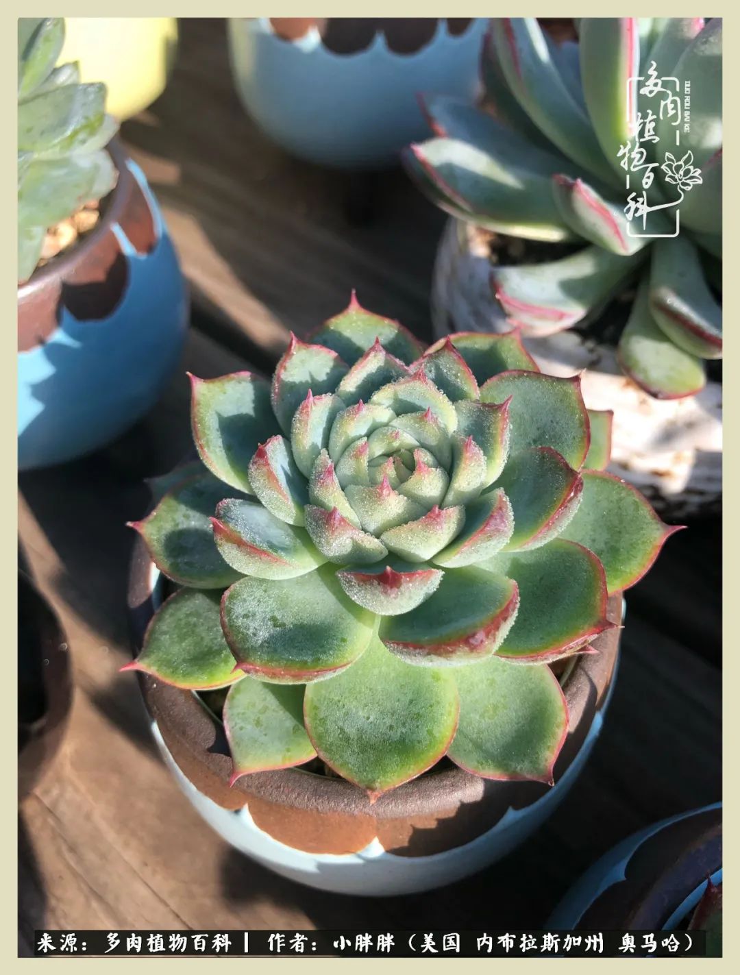 多肉小白入坑攻略,多肉小白2个月成功入坑