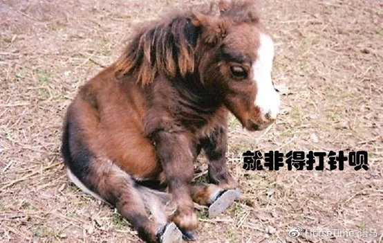 这针扎在马脖子上，还分皮下针和肌肉针？