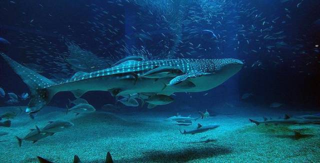 日本大阪旅游城市美食攻略,大阪的旅游景点拍照攻略