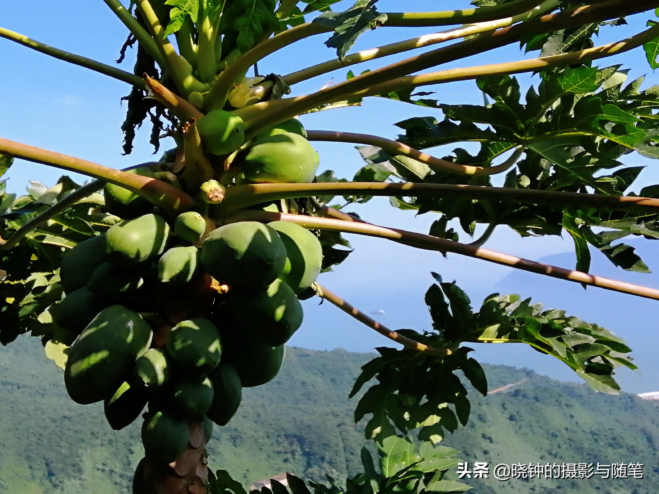 越南岘港特色水果,越南水果有什么好吃的