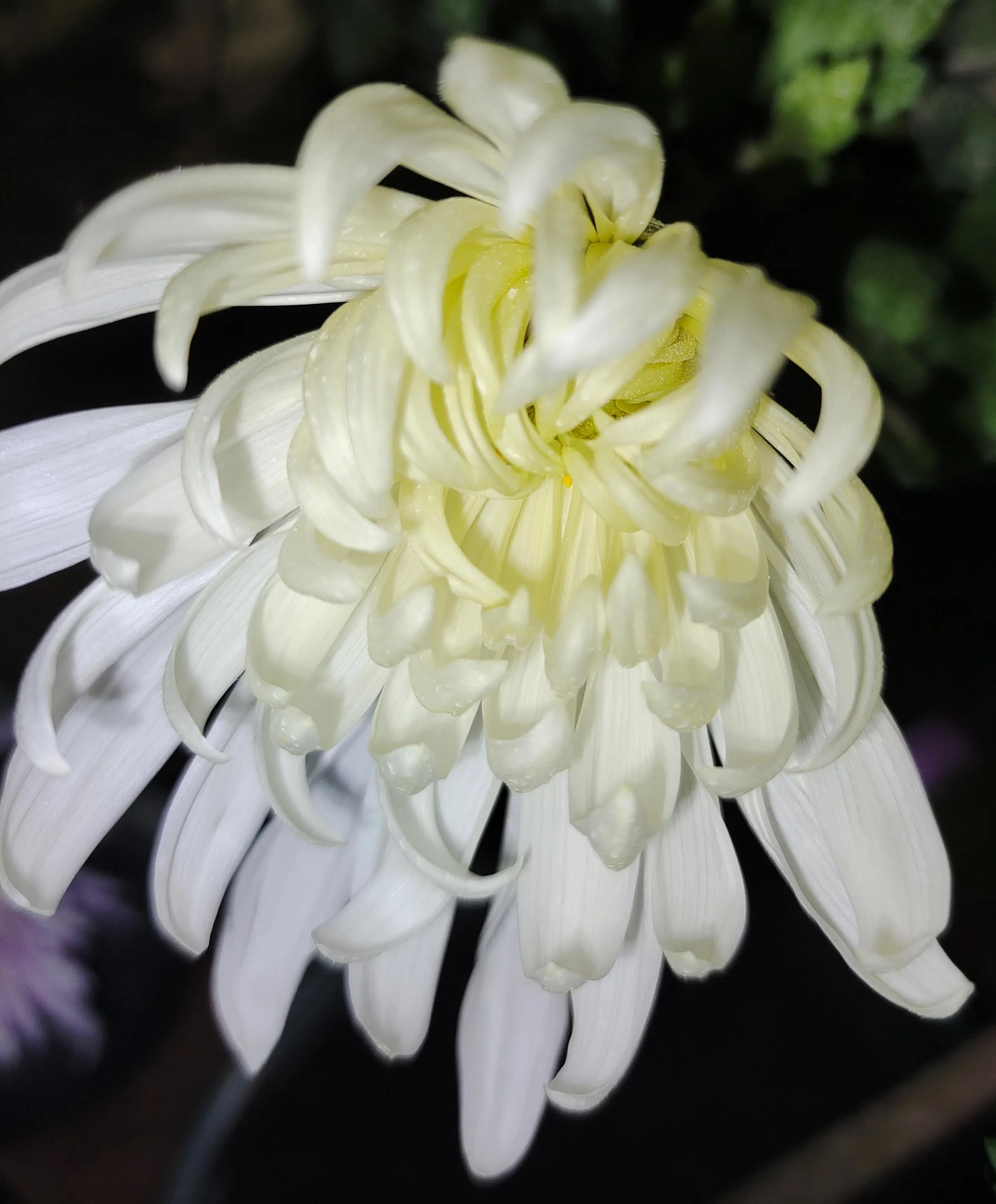 拼多多1元菊花苗,拼多多菊花花苗哪家强