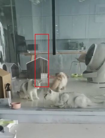 猫的内在品质,猫的本质就是嫌弃主人