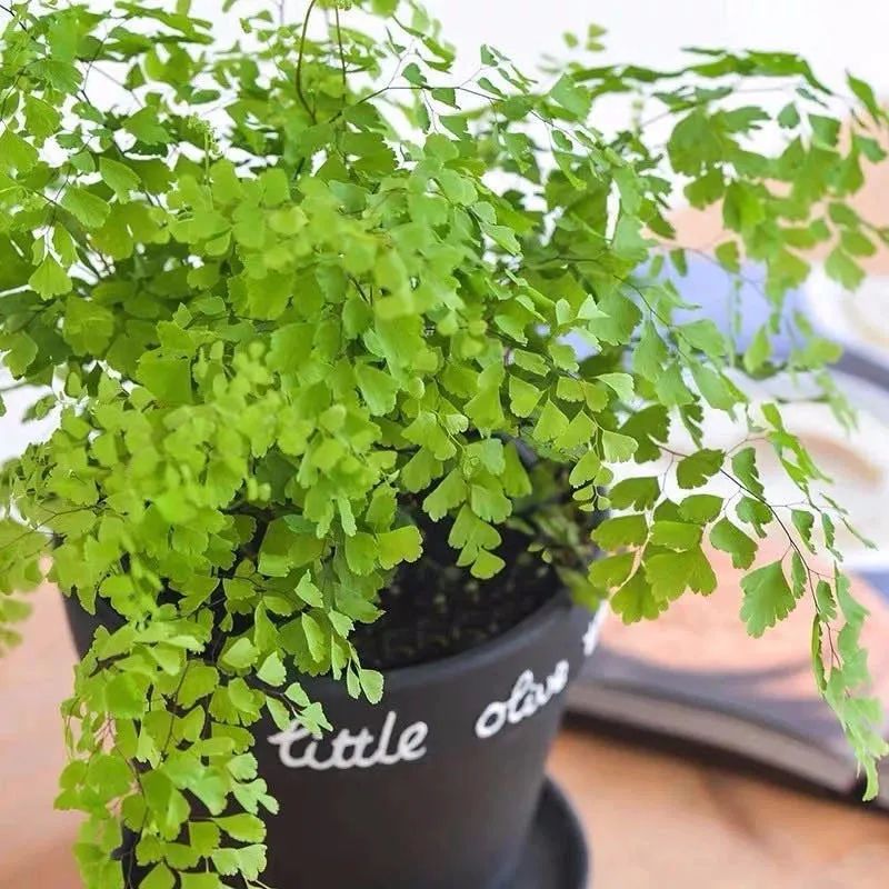 聪明人只爱这3种花卉视频,聪明人都在养的5种花香雪兰