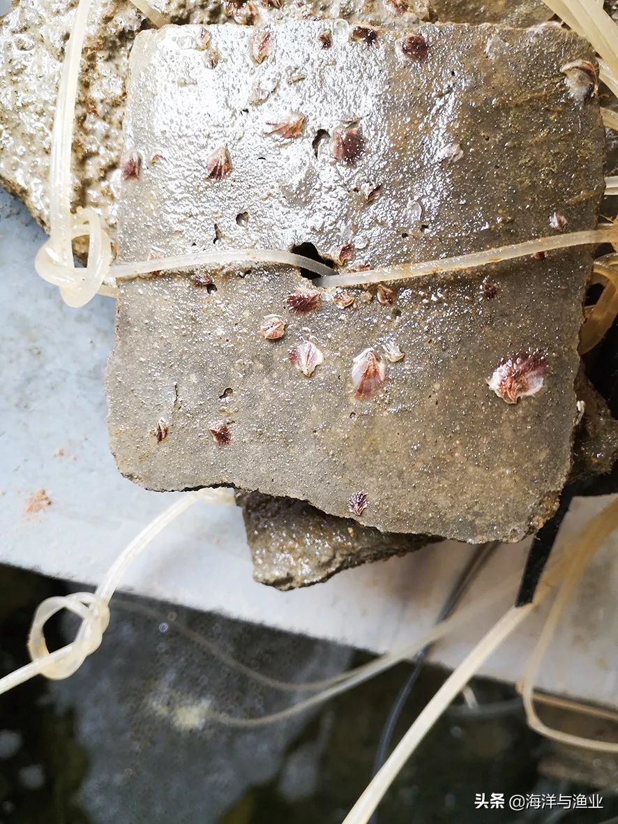 「绿色养殖」*江阳**天博水产：绿色育苗，让“蚝宝宝”吃饱喝好