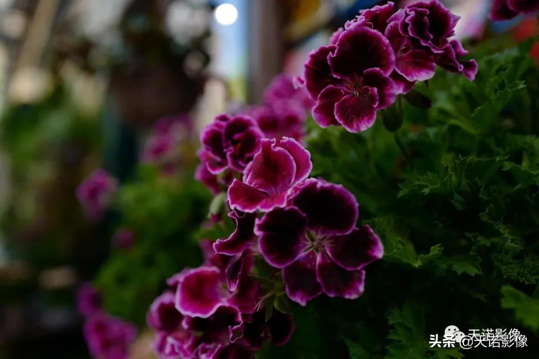 徕卡q3与徕卡m11-p哪个比较好,徕卡相机q与q-p有什么区别