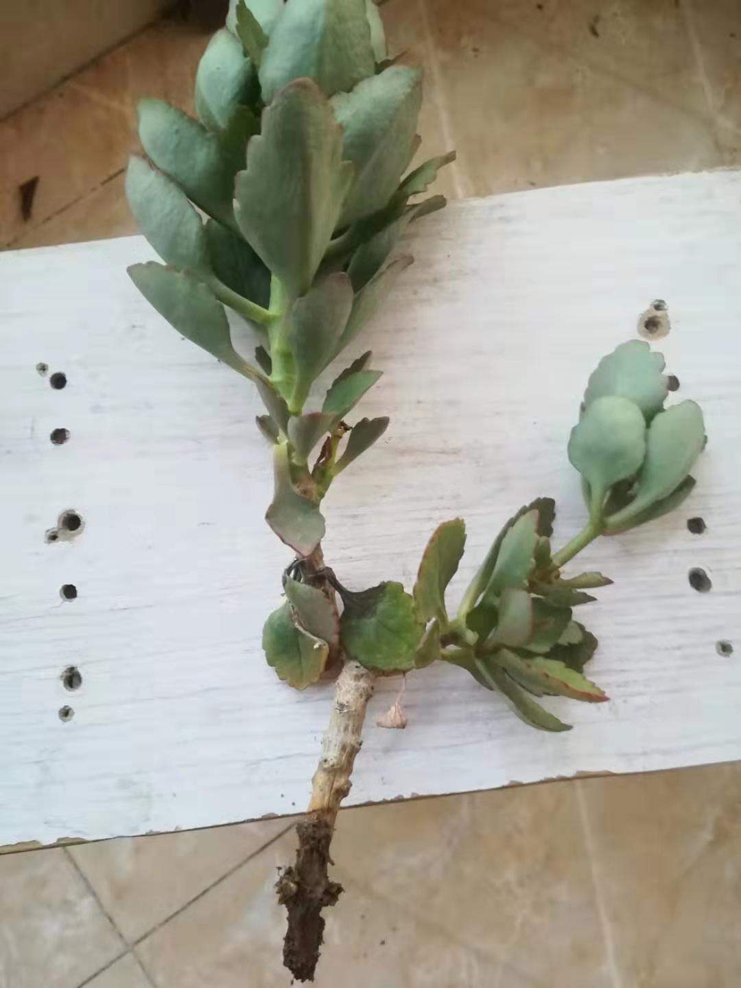 长寿花怎样治疗黑腐病,夏天长寿花黑腐了怎么办