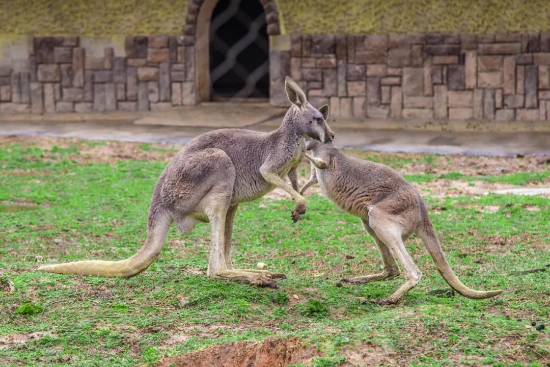 读完这24种动物描写,恨不得穿过屏幕抱抱它们