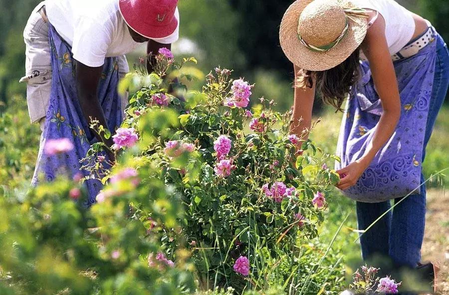 昆明官渡区格拉斯香水小镇,格拉斯香水小镇风景