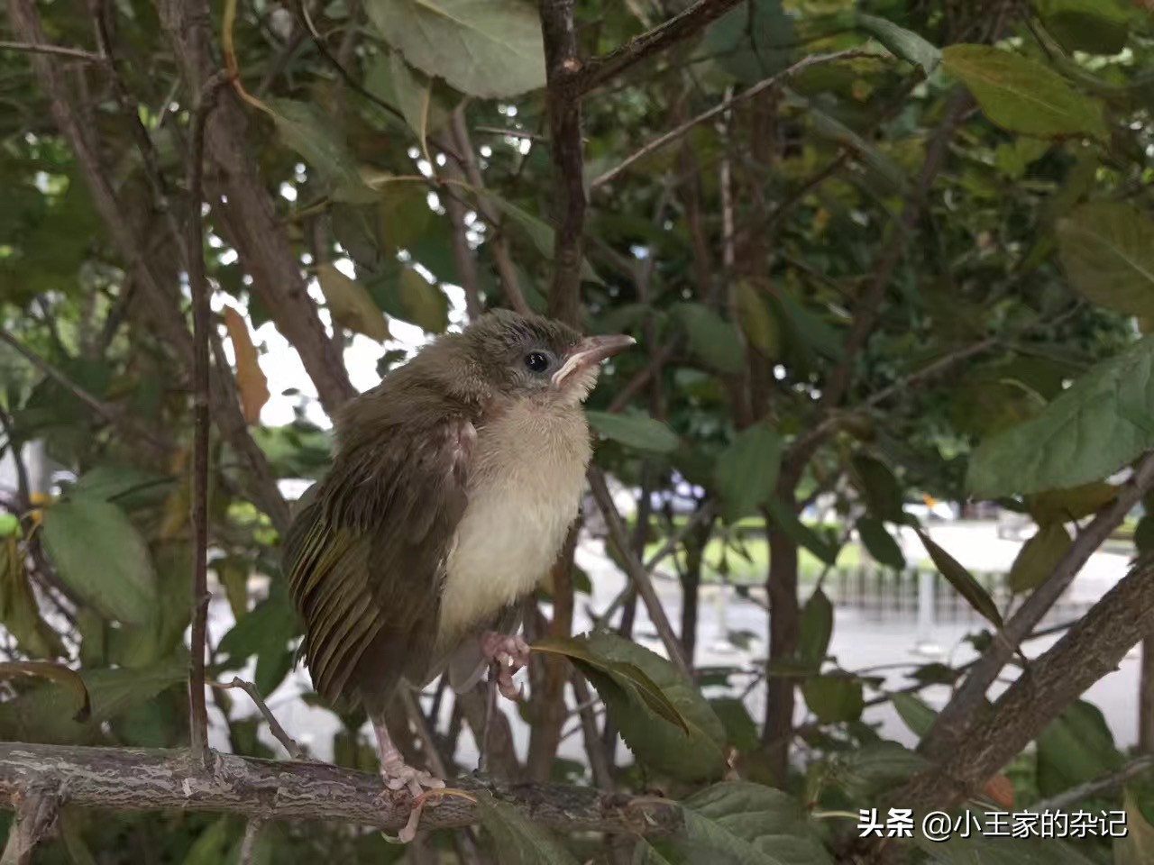 国际爱鸟日天桥岭,国际爱鸟日