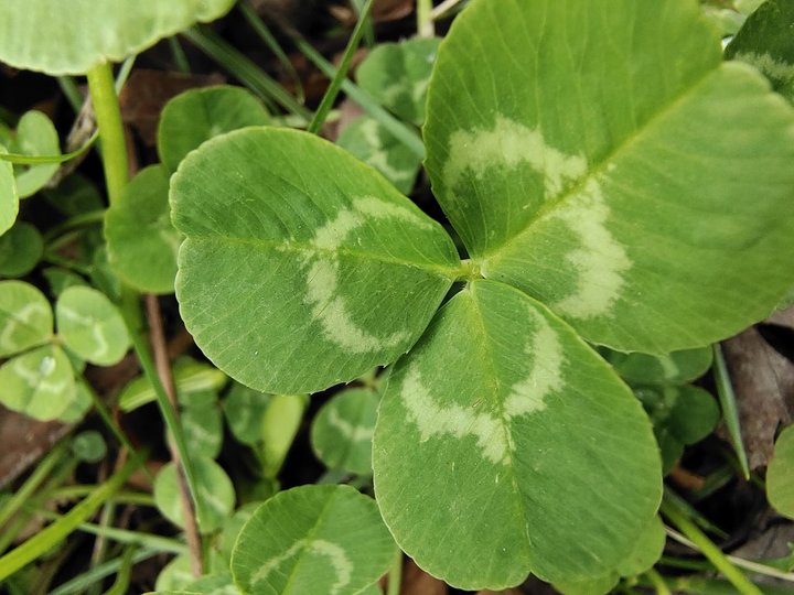 iqoo3手机评测,iqoo3手机测评