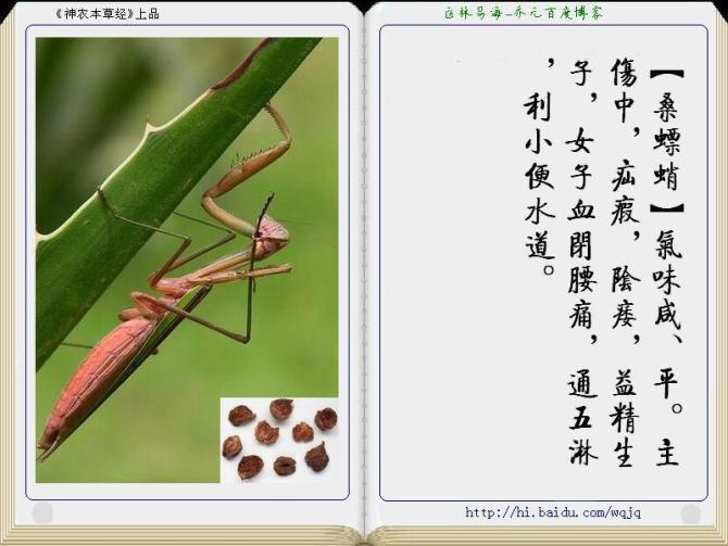 本草纲目中药讲解视频,本草纲目中药图谱及药理讲解