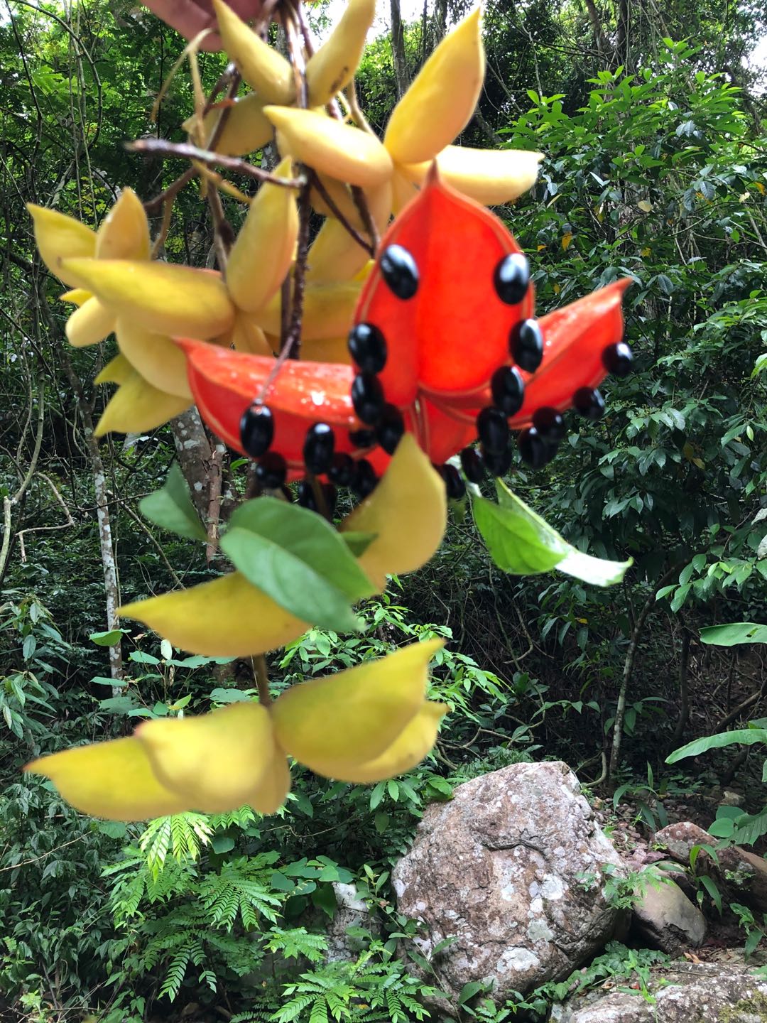 野生凤眼果图片,广西凤眼果