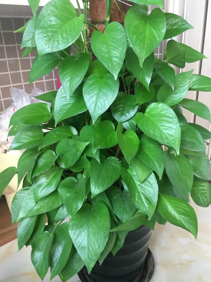 绿萝怎么打开小机关,大绿萝加入三种东西疯长