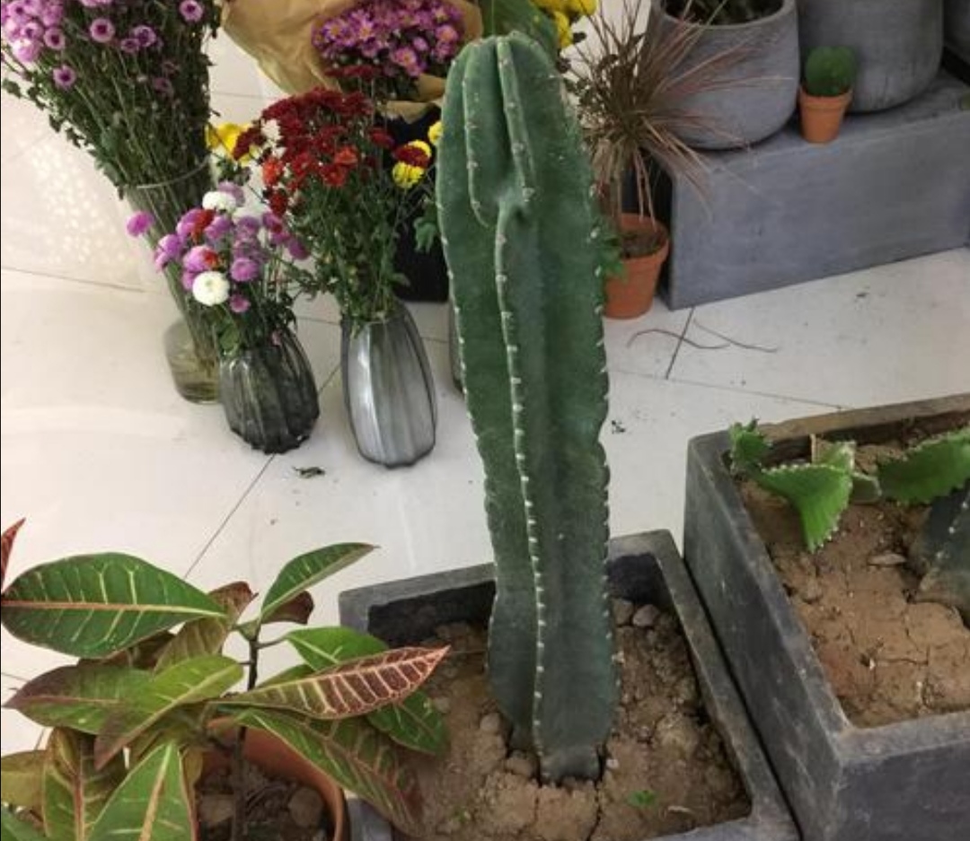 家里养量天尺的好处,量天尺适合什么季节养