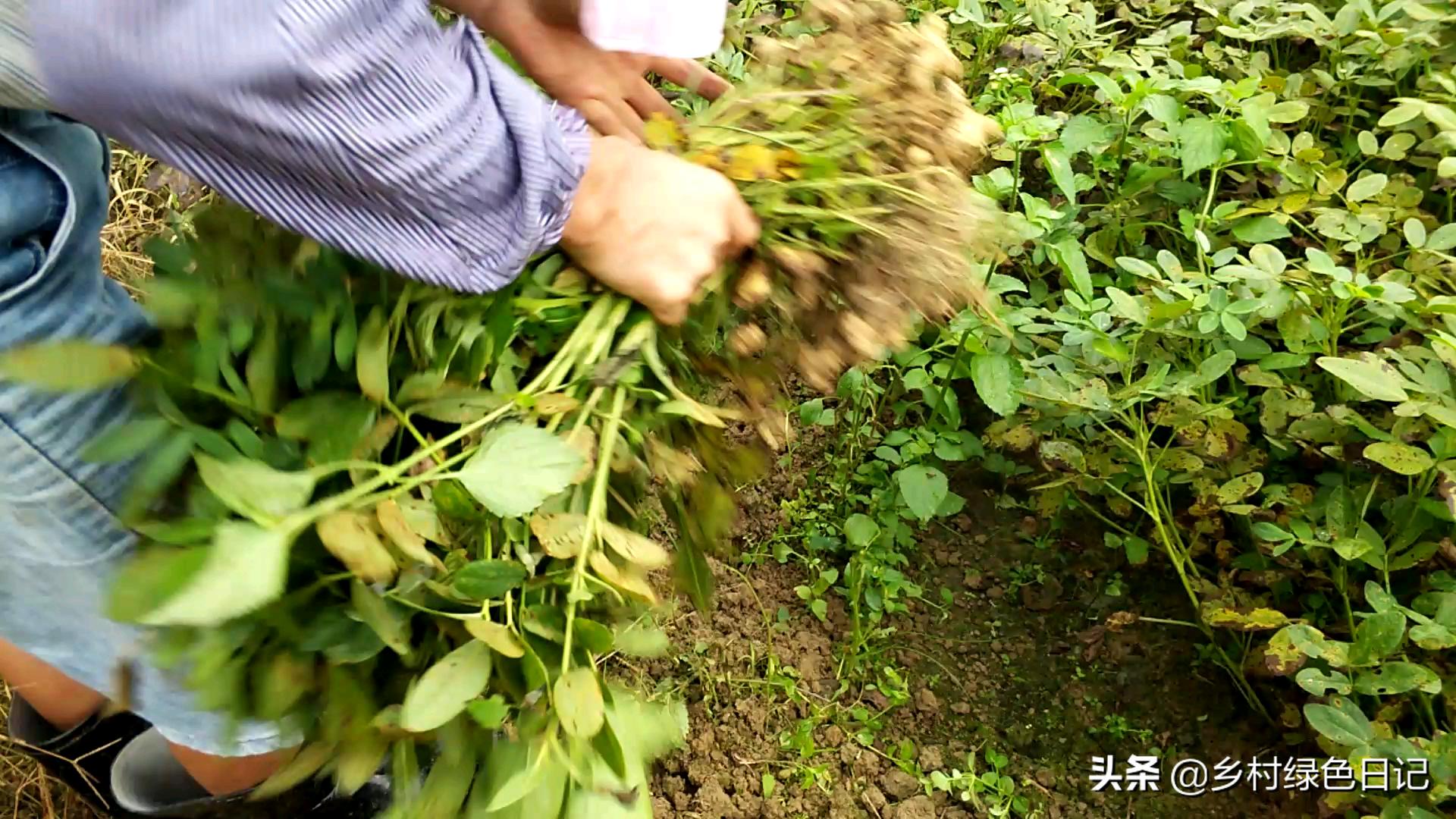 农民花生收获的季节,农民收获花生场景