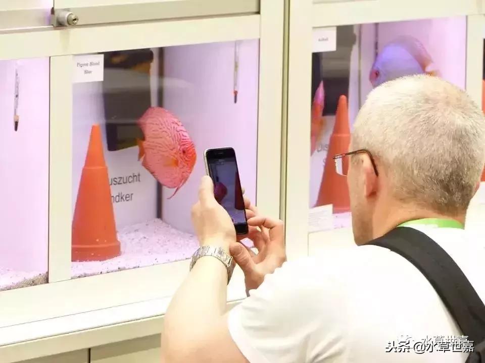 七彩神仙鱼水族箱布景,七彩神仙鱼苗繁殖技术