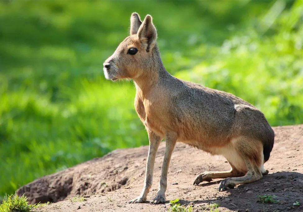 动物界一生一夫一妻制的动物,坚守一夫一妻