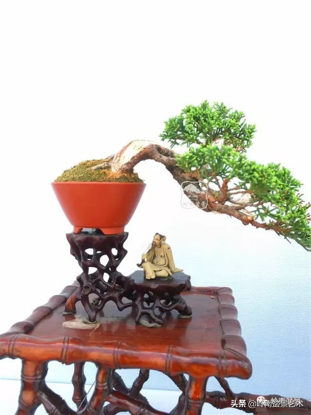 鎺㈡灊妞嶇墿,鎺㈡灊