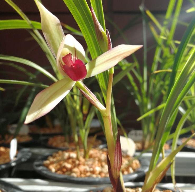 墨兰黑珍珠兰花多少钱一苗,此兰花被誉为国兰第一红